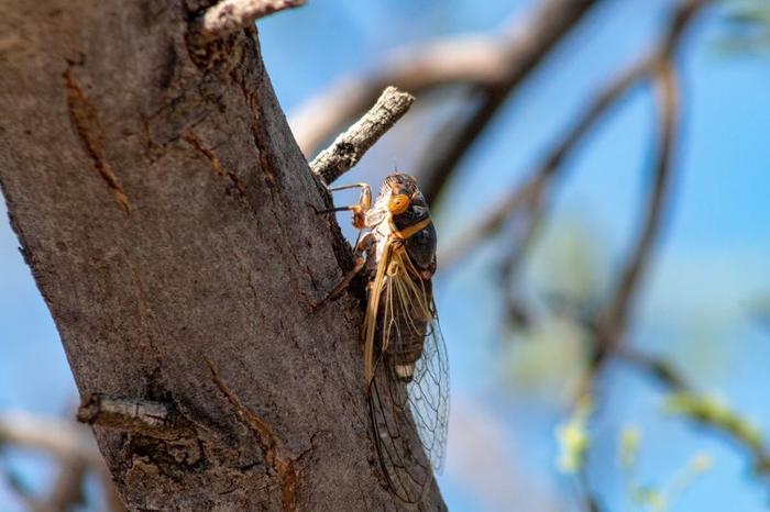 Una cicala su un ramo di acacia grigio puffball fuori da Tucson, Arizona nel deserto del Sonora. Grande insetto volante che riposa sulla corteccia grigia di un albero.
