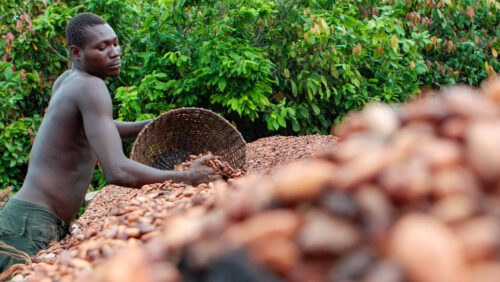 I prezzi del cacao raggiungono nuovamente i massimi storici