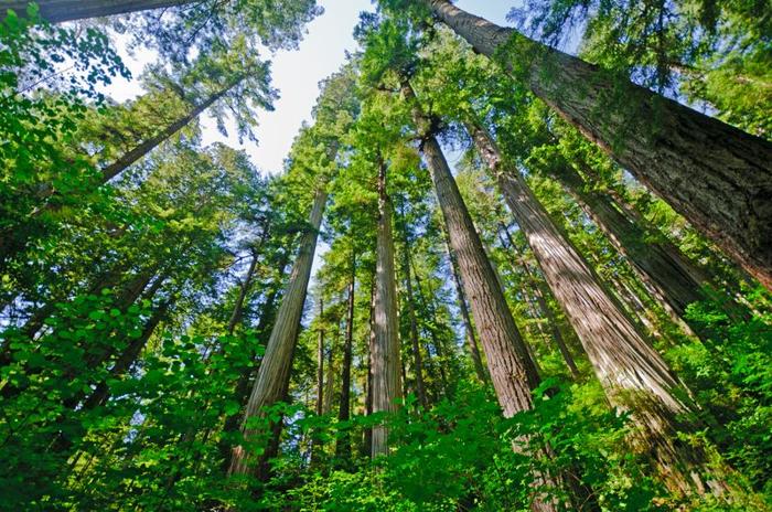 Sequoie costiere nel parco nazionale di Redwood in California