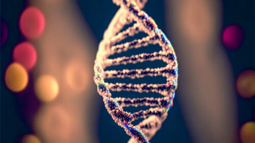 Scienziati trovano i cromosomi sessuali più antichi di sempre