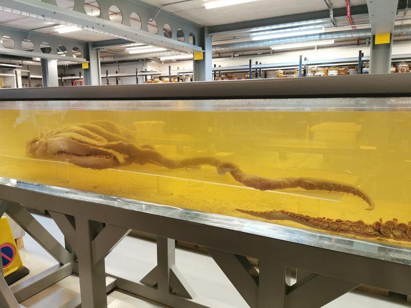 Specimen di calamaro colossale in un serbatoio pieno d'acqua gialla. Un tentacolo è posato sul fondo mentre il corpo principale si estende da sinistra.