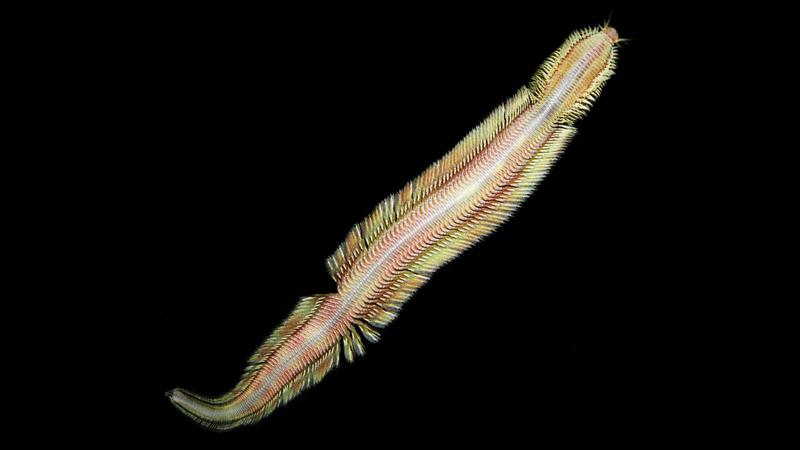 La scoperta del misterioso verme Pectinereis strickrotti