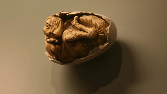 embrione di oviraptor nell'uovo