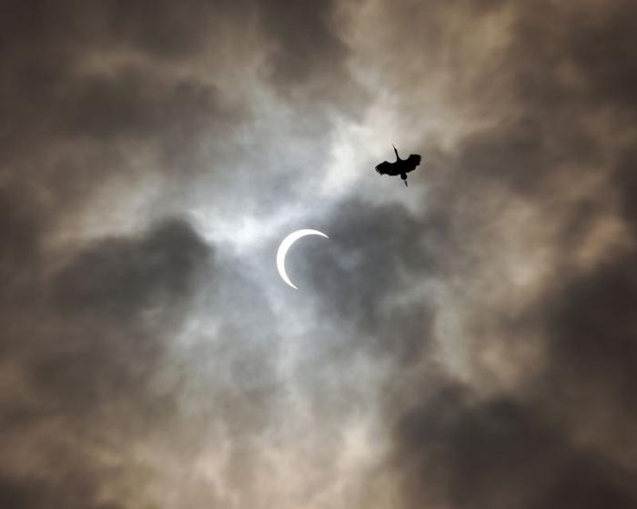 Annular Solar Eclipse scenic 2019 with silhouette of bird and cloudy weather.
