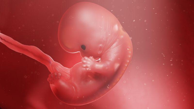 Embrione nel liquido amniotico