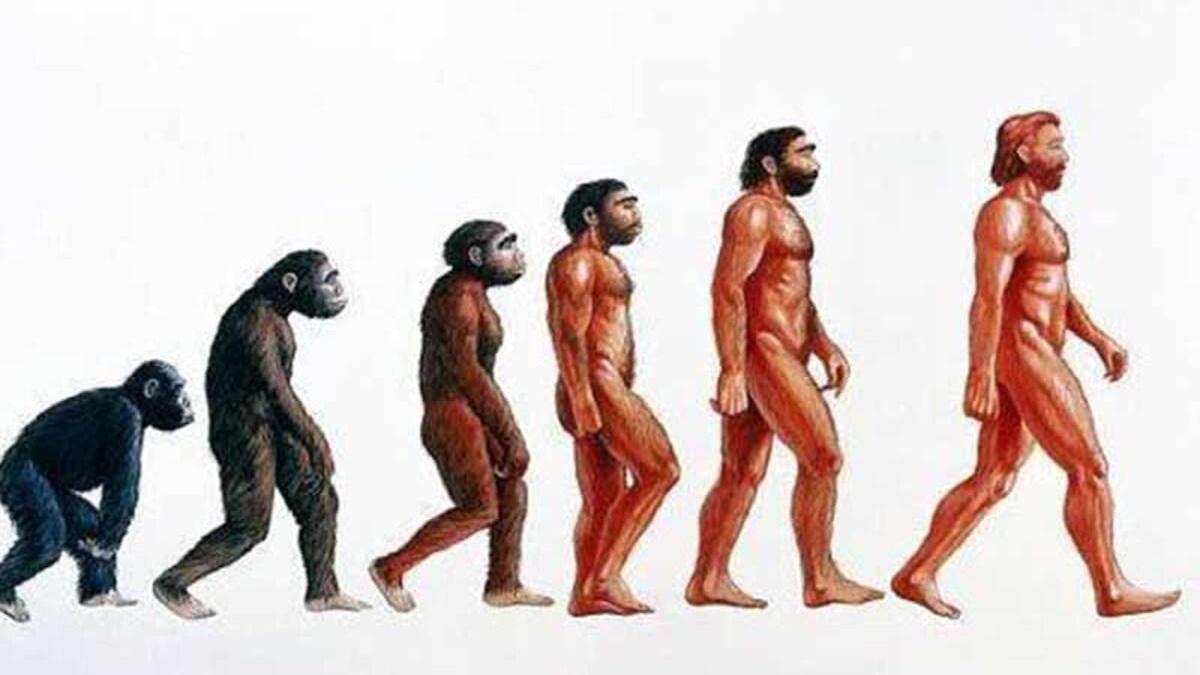 Come mai solo alcuni primati si sono evoluti in esseri umani?