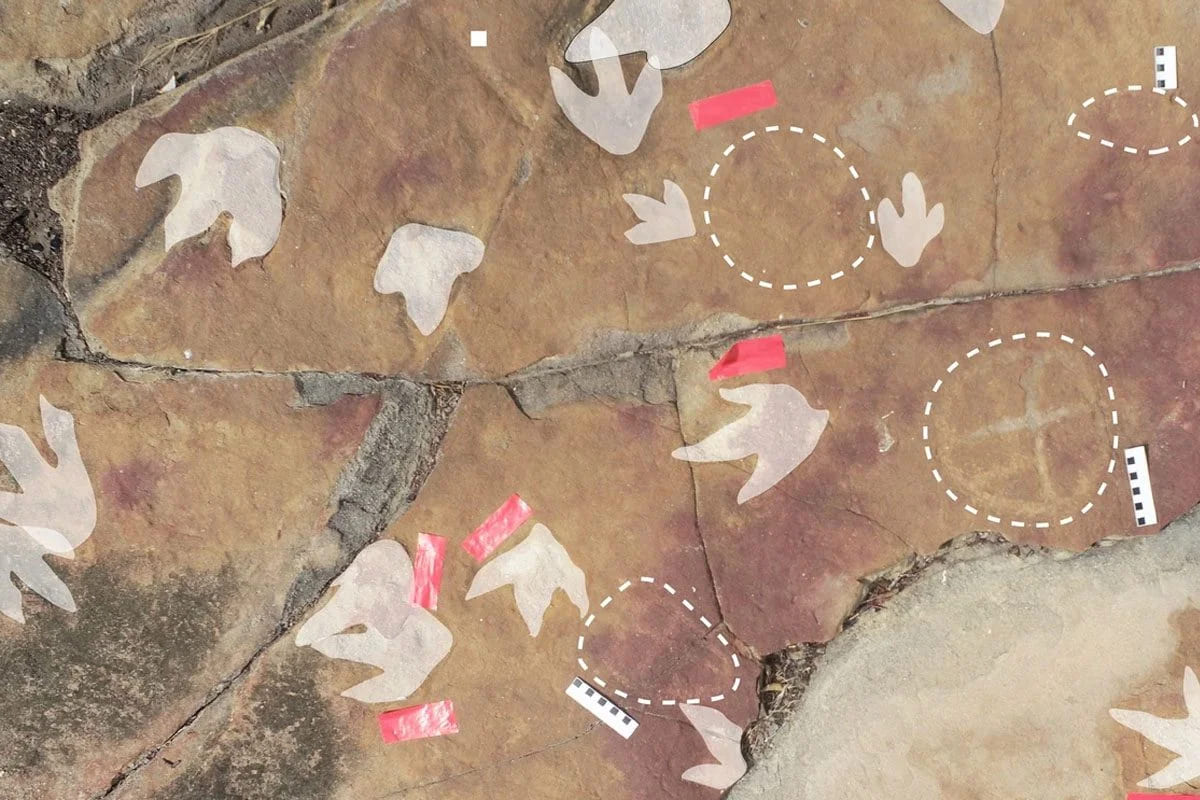 Archeologi trovano incisioni rupestri accanto a impronte di dinosauro