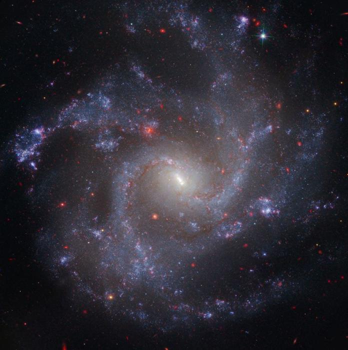 Una galassia a spirale frontale con quattro braccia spiraliformi che si curvano verso l'esterno in direzione antioraria. Le braccia spiraliformi sono piene di giovani stelle blu e punteggiate di regioni di formazione stellare violacee che appaiono come piccole macchie. Il centro della galassia è molto più luminoso e più giallastro, e presenta una distintiva barra lineare stretta inclinata dalle 11 alle 5. Decine di galassie di sfondo rosse sono sparse nell'immagine. Lo sfondo dello spazio è nero