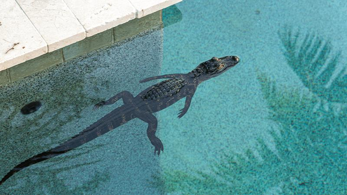 Piccolo giovane alligatore in una piscina all'aperto con foglie di palma riflesse sulla superficie.