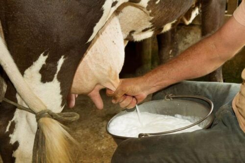Mucca transgenica produce insulina umana nel latte
