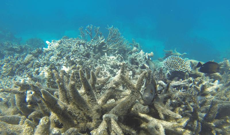 Sbiancamento Coralli: Duro Colpo alla Grande Barriera Corallina