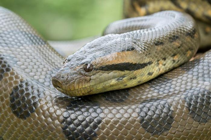 La testa di un gigantesco serpente anaconda verde.