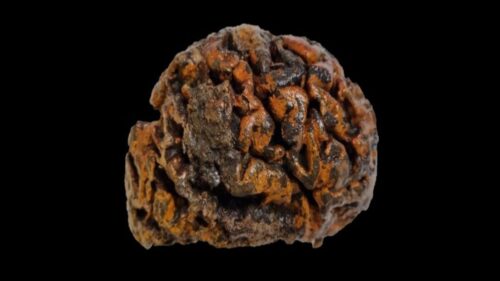 Scoperti cervelli umani incredibilmente ben conservati risalenti a 12.000 anni fa