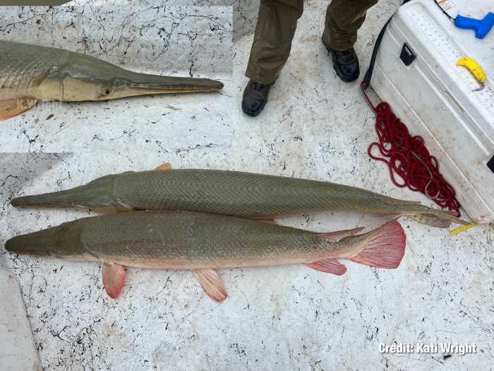 La foto mostra l'ibrido Alligatore Gar x Longnose Gar sopra, Alligatore Gar sotto per confronto. L'inserzione mostra il profilo del gar ibrido.