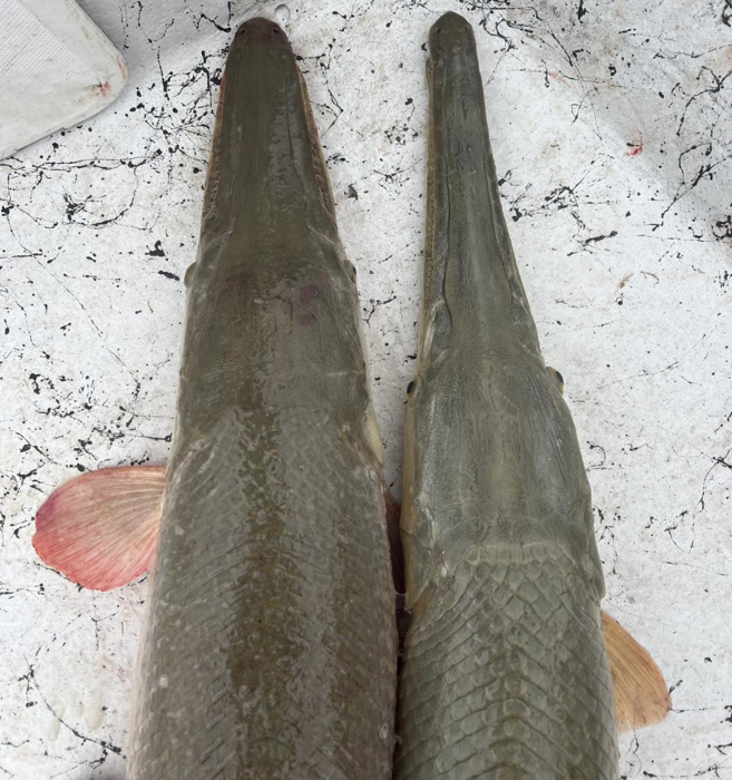 Un alligatore gar (a sinistra) e l'ibrido Alligatore Gar x Longnose Gar.