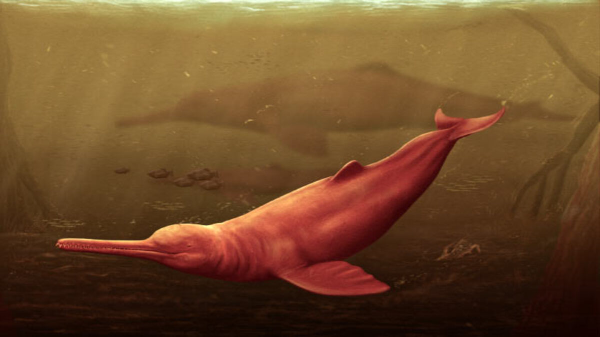 Delfini giganti d’acqua dolce vivevano una volta in Amazzonia
