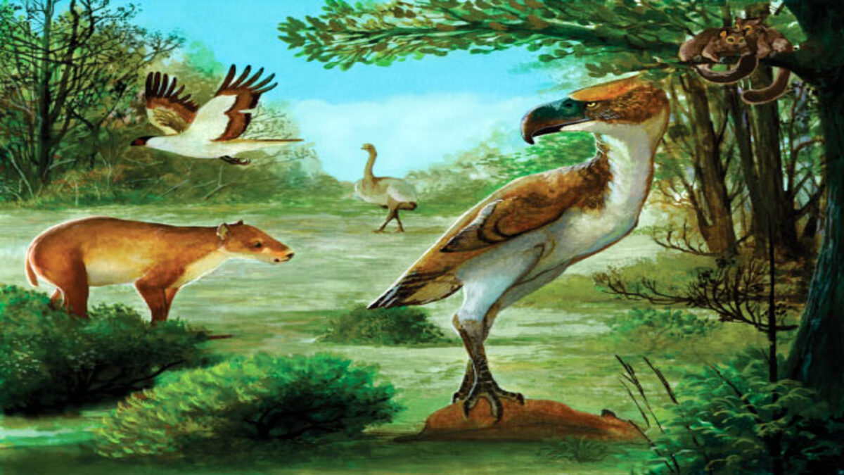 image_12791_1-Cariamiformes-1-1.jpg