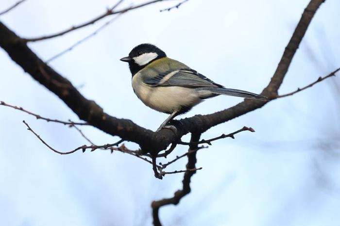 Piccolo uccello con piume chiare sul petto e sul ventre, e piume verde blu sulle ali con testa nera e bianca e un piccolo becco nero appollaiato su un ramo guardando verso sinistra.