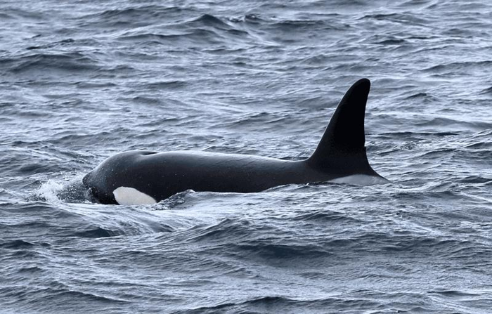Orca OCX043 è stata vista due volte a centinaia di chilometri al largo della costa occidentale dell'America. Appartiene a una popolazione di recente identificazione che sembra dare priorità alle prede mammiferi.