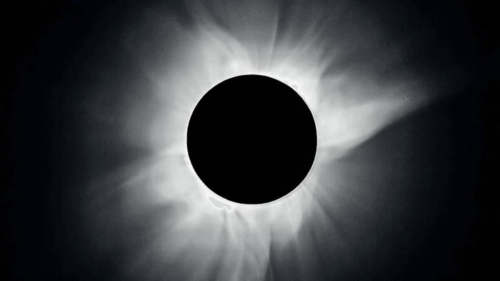 Eclissi solare: cosa accade agli animali quando il Sole viene occultato?