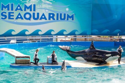 Controversia al Miami Seaquarium: Ordine di Sfratto per il Parco Marino