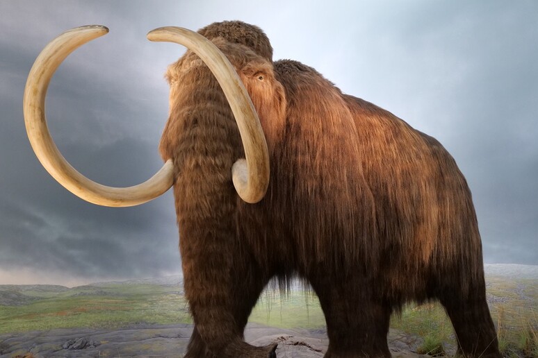 Il ritorno dei mammut sempre più vicino. Dal 2028 potrebbero nuovamente popolare la Terra