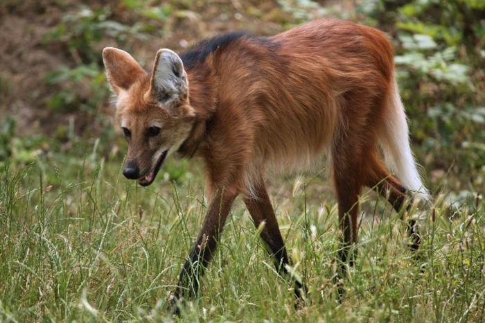 Animale alto rosso e marrone con lunghe zampe magre e grandi orecchie. Una criniera nera corre lungo la schiena e una coda bianca e svolazzante. Il lupo dalla criniera sta camminando tra l'erba alta.