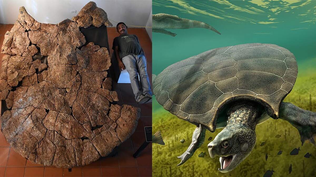 Scoperto il fossile della tartaruga più grande mai esistita