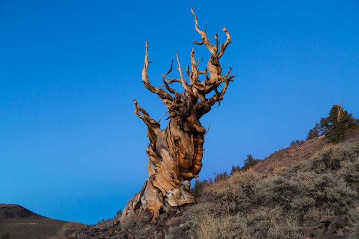 methuselah-m-1.jpg