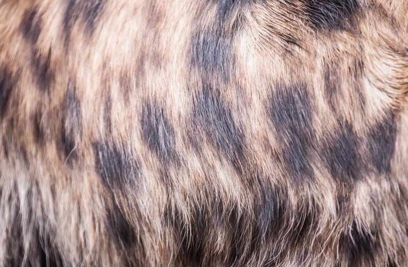 pelliccia di iena