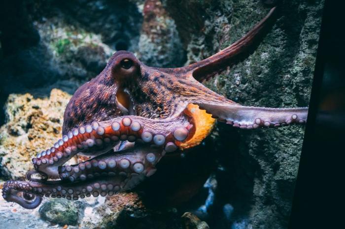 Un comune polpo con tentacoli in un serbatoio che nuota.