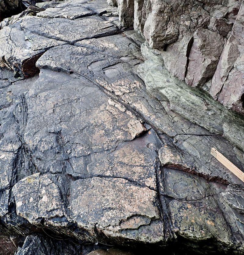 La foresta fossile più antica del mondo: scoperta in Inghilterra