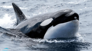 un'orca nell'oceano