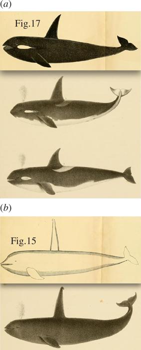 Cinque illustrazioni di orca sovrapposte l'una all'altra. Ogni rappresentazione mostra una diversa orca di profilo rivolta a sinistra. Il primo animale è quasi completamente nero, con una lunga pinna dorsale affilata e una piccola macchia bianca sulla guancia. La seconda orca ha un ventre bianco, la stessa macchia bianca sulla guancia e la coda curva verso l'alto alla fine. La terza orca è più corta e ha una pinna dorsale più piccola e una grande macchia bianca dietro di essa. La quarta orca è completamente bianca, ha una pinna dorsale molto più alta con la punta leggermente piegata. Lo stile di questo disegno sembra diverso dagli altri. L'orca finale è una versione completamente nera della quarta e ha anche la punta piegata.