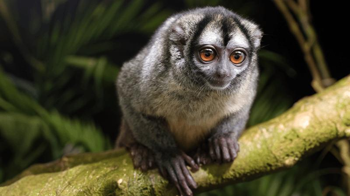 Piccolo scimmione gufo grigio e bianco su un ramo con grandi occhi arancioni. Pelliccia soffice e un viso carino e accattivante.
