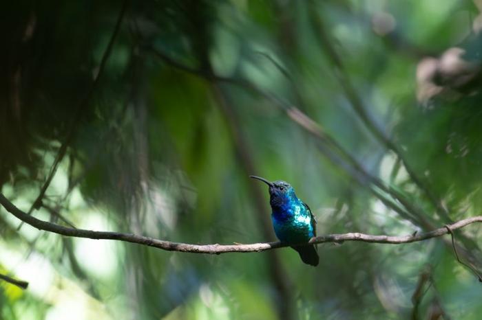 Piccolo colibrì blu e verde posato su un ramo in una foresta.
