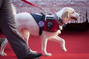 Cani da servizio: nuove abilità nel supporto al PTSD