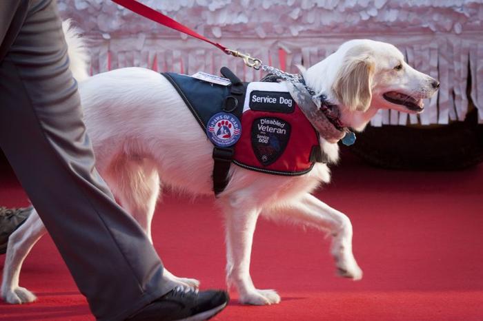 Un cane da servizio per veterani disabili cammina sul tappeto rosso nel 2014 America's Parade tenutosi il Giorno dei Veterani a New York il 11 novembre 2014.