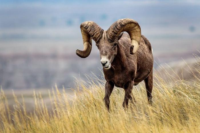 Il rancher del Montana e il traffico di ibridi di pecore giganti
