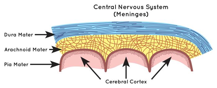 diagramma illustrato della sezione trasversale delle meningi, mostrando la dura madre in blu, l'aracnoide in giallo e la pia madre in rosa sopra il rosa più chiaro della corteccia cerebrale