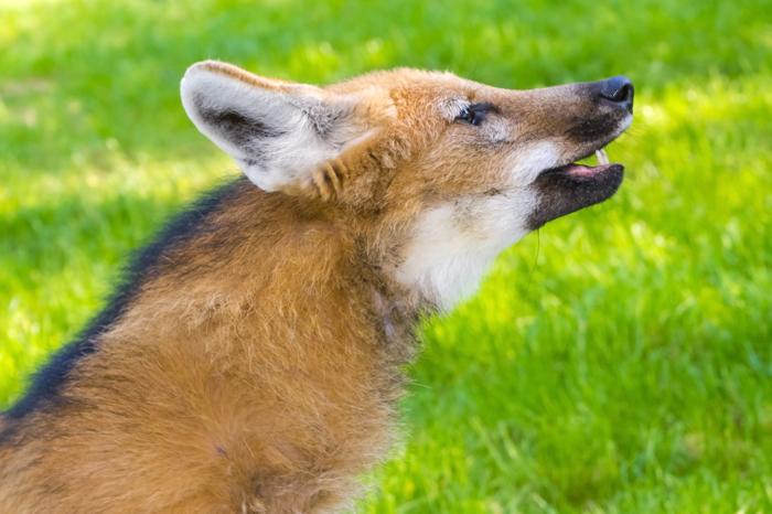 Primo piano del profilo laterale di un lupo dalla criniera. La bocca è leggermente aperta mostrando due denti bianchi appuntiti e una lingua rosa.