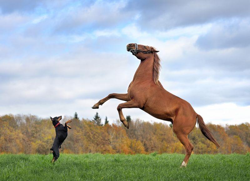 Piccolo cane nero (a sinistra) e cavallo marrone (a destra) entrambi inarcando su un campo erboso