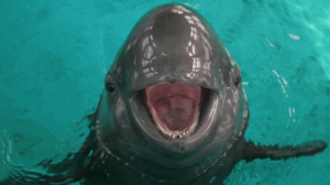 Yangtze finless porpoise in captivity with mouth wide open smiling at the camera. Blue water and a grey body with pink inside the mouth and little teeth visible.