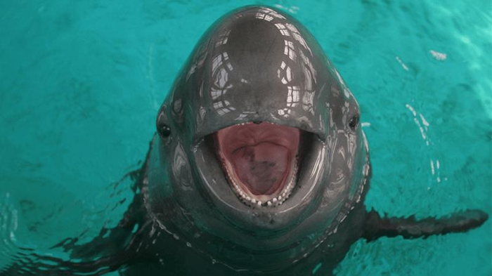Yangtze finless porpoise in captivity with mouth wide open smiling at the camera. Blue water and a grey body with pink inside the mouth and little teeth visible.