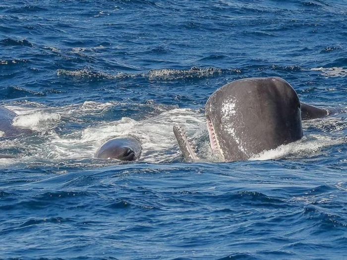 cachalot sotto attacco da orche