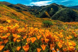 Superbloom al Lago Elsinore, 2019