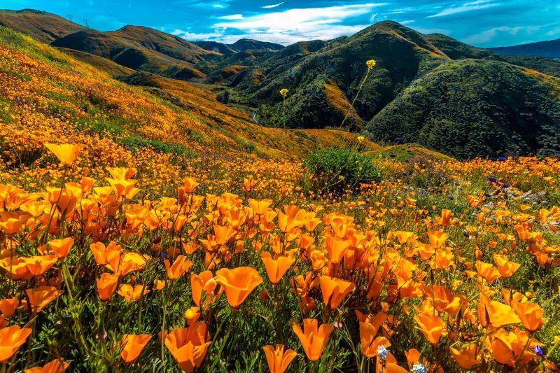 Superbloom al Lago Elsinore, 2019