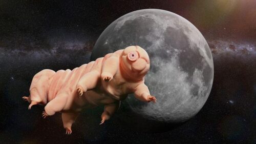 Il viaggio fallito di Beresheet: i tardigradi sulla Luna