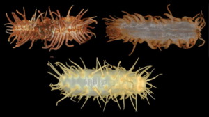 Tre nuove specie di cetriolo di mare, in alto a sinistra è arancione e tentacolato, in alto a destra è per lo più bianco con tentacoli arancioni, e quello in basso è bianco con, hai indovinato, un sacco di tentacoli.