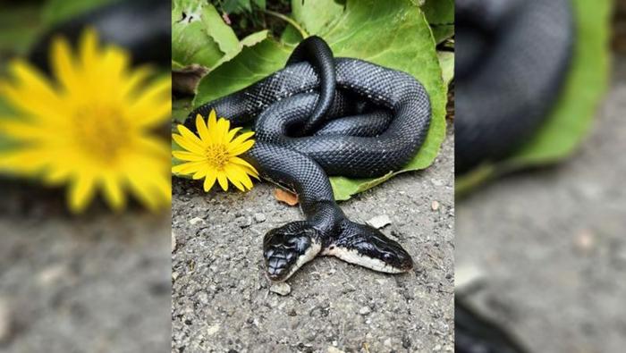 Un serpente nero con due teste per terra accanto a un fiore giallo.